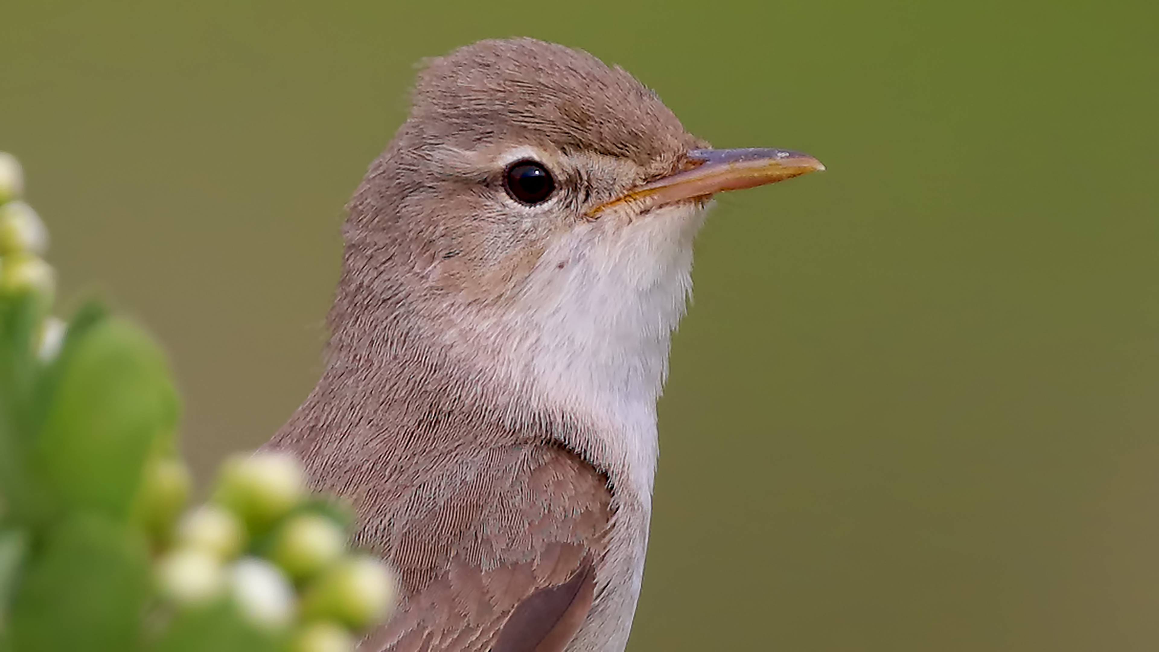 Upcher's Warbler